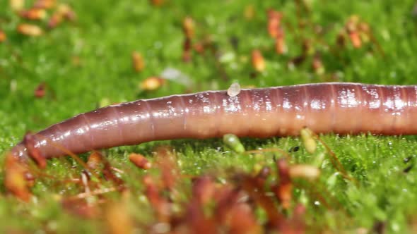 An Earthworm is a Terrestrial Invertebrate That Belongs to the Class Clitellata