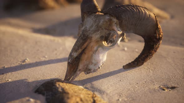 Skull with Ram Horns on the Beach