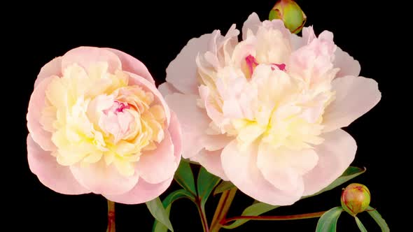 Time Lapse of Two Beautiful White Peony Flowers Blooming