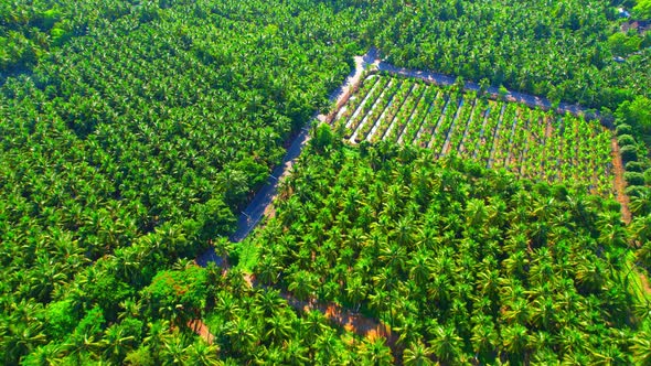 Aerial view over coconut groves at Amphawa, Samut Songkhram Province