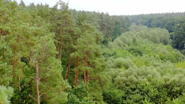 Aerial shot of tree tops. Green tree aerial view of forest