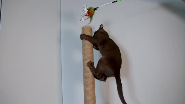 Brown Burmese kitten stretches up and jumps to catch a toy. Beautiful domestic pedigree animal. 