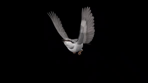 Forest Nuthatch - Flying Bird - Side Angle - Transparent Loop