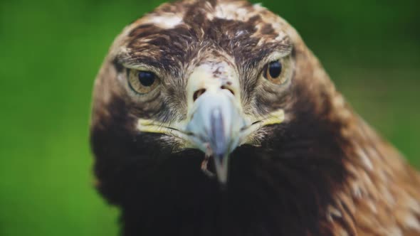Closeup Portrait of an Eagle That Blinks Against a Background of Green Vegetation