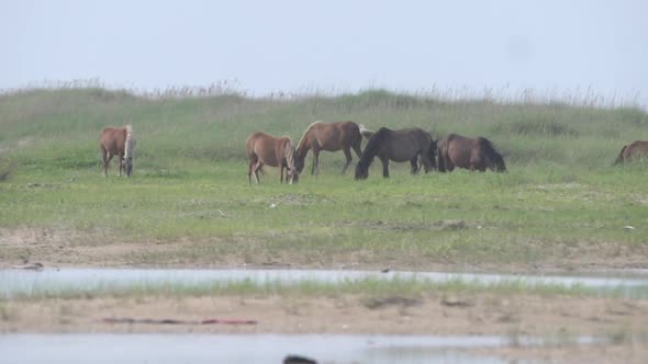 Wild horses on the banks of NC coast