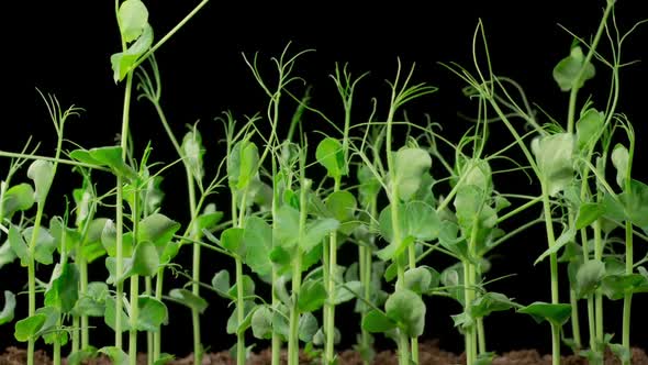 Time Lapse of Growth Green Peas Beans Plants