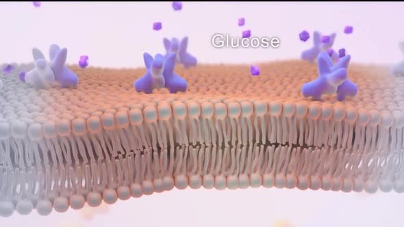 Diabetes is a metabolic disorder caused by high levels of blood sugar.