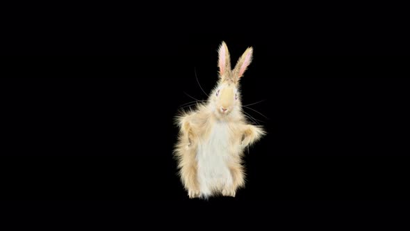 Rabbit Dancing 4K