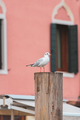 Seagull in venice - PhotoDune Item for Sale