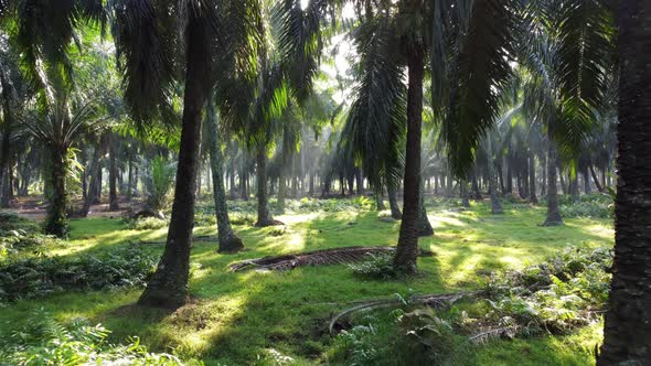 Move in oil palm plantation in sun ray