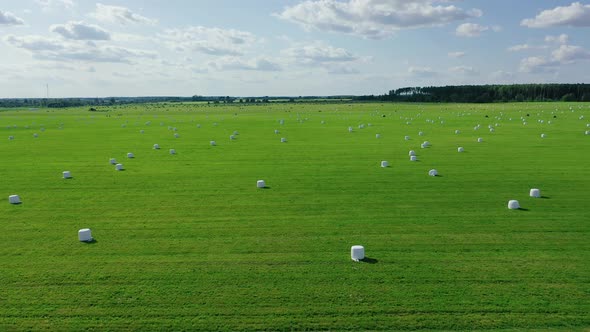 Rural Field With White Hay Rolls Wrapped In A Package For Haulage Aerial View