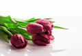 Tulip. New 2023 trending PANTONE 18-1750 Viva Magenta colour - PhotoDune Item for Sale