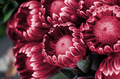 Red protea on black background. New 2023 trending PANTONE 18-1750 Viva Magenta colour - PhotoDune Item for Sale