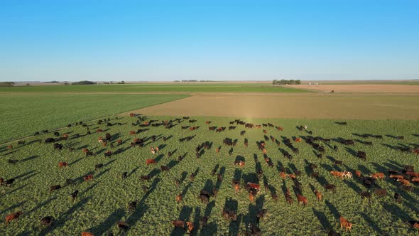 Aerial shot of Aberdeen Angus cattle grazing on open grass field in the afternoon with long shadows.