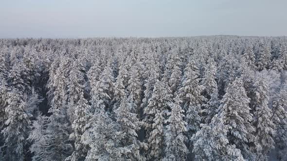 Tops of winter snowy spruces from a height