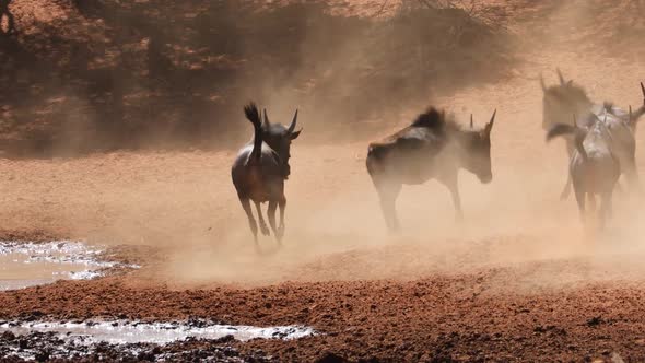 Playful Blue Wildebeest In Dust 