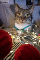 Cat ready for christmas - PhotoDune Item for Sale