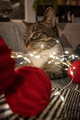 Cat with lights - PhotoDune Item for Sale