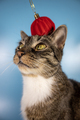 Cat with a bomb on its head - PhotoDune Item for Sale