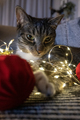 Cat touching a bauble - PhotoDune Item for Sale