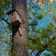 Birdhouse On A Tree In The Forest - VideoHive Item for Sale