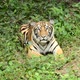 bengal tiger in a forest atmosphere - VideoHive Item for Sale