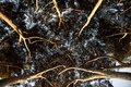 View of the under canopy of the pine forest at dawn - PhotoDune Item for Sale