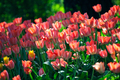 pink tulips bed - PhotoDune Item for Sale