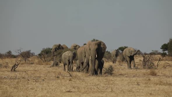 Wide shot of a breeding herd of African elephants marching towards the camera on the dry plains of M