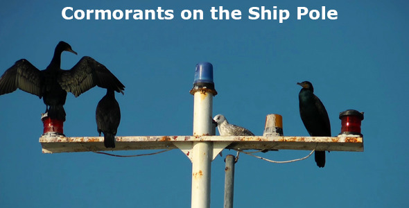 Cormorants On The Ship Pole