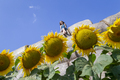 Girl sitting on top of the hay bale with sunflowers on the foreground. Generation Z. - PhotoDune Item for Sale
