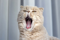 Cute scottish fold young female cat yawning at home - PhotoDune Item for Sale