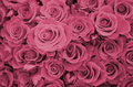 Close up of bright bunch of fresh beautiful roses - PhotoDune Item for Sale