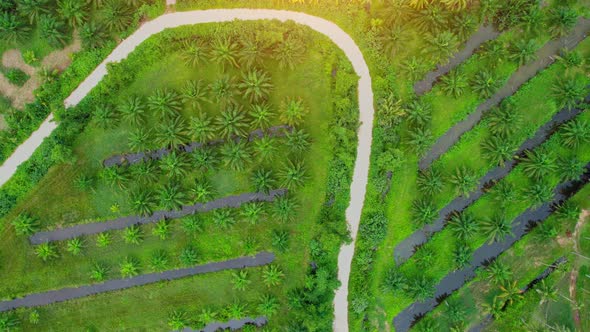 An aerial view from a drone flying over a coconut grove