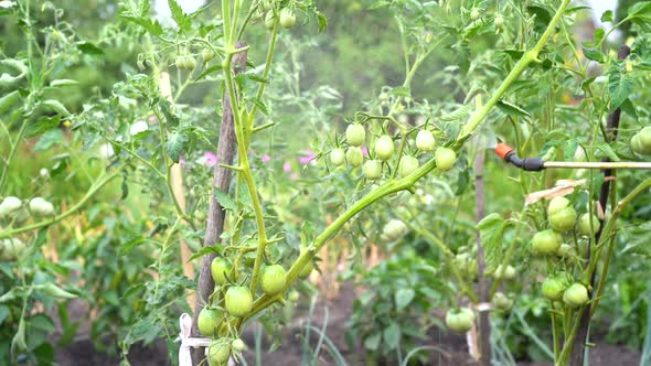 Spraying and Treatment of Tomatoes From Diseases and Phytophthora