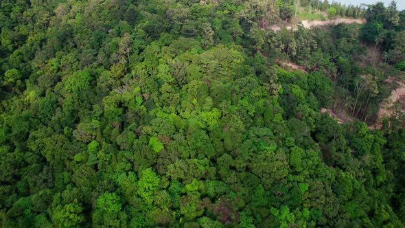 Aerial top down view of djungel forest in the mountains of Samui, Thailand revealing the shoreline