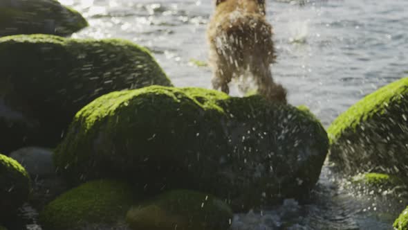 4k Slow Motion Adorable Nova Scotia Duck Tolling Retriever going to search for a rock on the ocean i