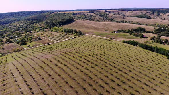 Farm Fields of Walnut Plantations