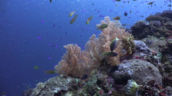 Busy Coral Reef with many reef fishes and orange soft corals in front of blue ocean