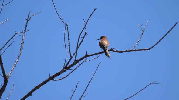 Bee-eater on a tree branch