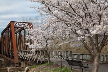 Cherry trees in full spring bloom at Hazel Ruby McQuain Park in Morgantown West Virginia