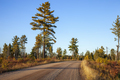 Dirt road among pines in northern Minnesota at sunset during autumn - PhotoDune Item for Sale