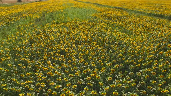 Field of Yellow Sunflowers.