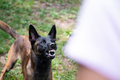 Belgian malinois shepherd dog growling and threatening showing her teeth - PhotoDune Item for Sale
