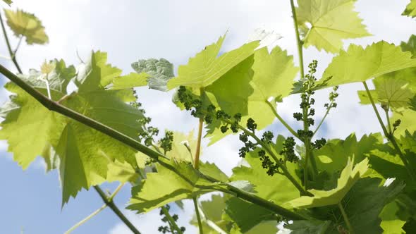 Green Vitis against blue sky slow-mo close-up  1080p FullHD footage - Slow motion of young grapevine