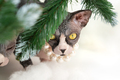 Sphynx Cat with big yellow eyes sits surrounded by green branches of Xmas tree - PhotoDune Item for Sale
