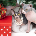 Two Sphynx Cats sitting near Christmas tree with holiday red polka dot gift boxes under it - PhotoDune Item for Sale