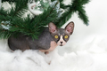 Portrait of Sphynx Cat sits surrounded by green branches of Christmas tree - PhotoDune Item for Sale