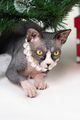 Sphynx Cat with big yellow eyes lying under branches of Xmas tree - PhotoDune Item for Sale