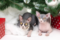 Two Sphynx Cats lying under Christmas tree with festive red polka dot gift boxes under it - PhotoDune Item for Sale